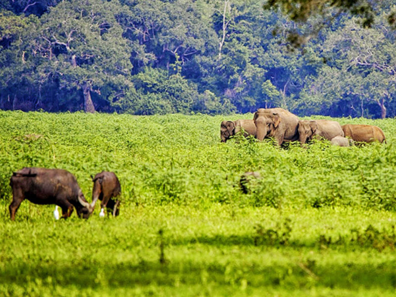 Matale