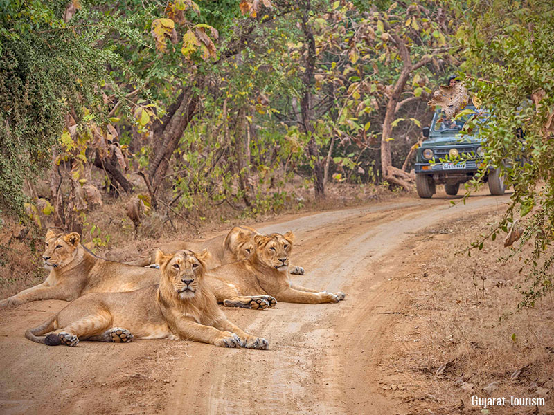 Sasan Gir