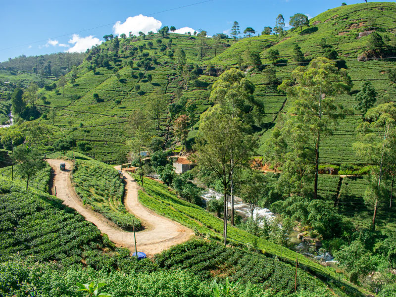 Nuwara Eliya