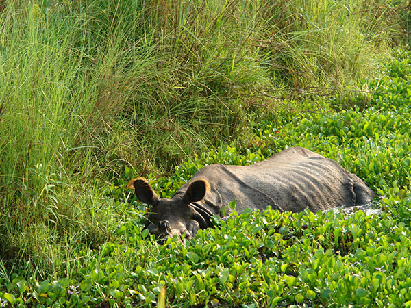 Chitwan National Park