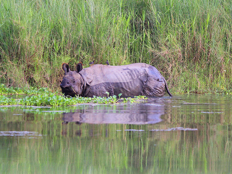 Chitwan National Park