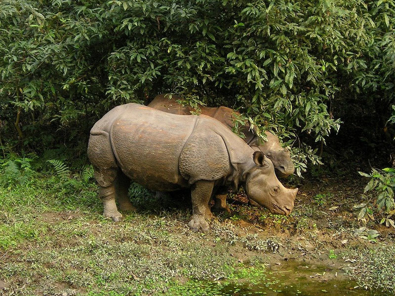 Chitwan National Park